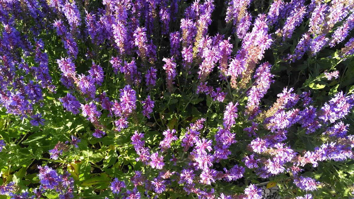 IMG_20200709_185634.jpg
