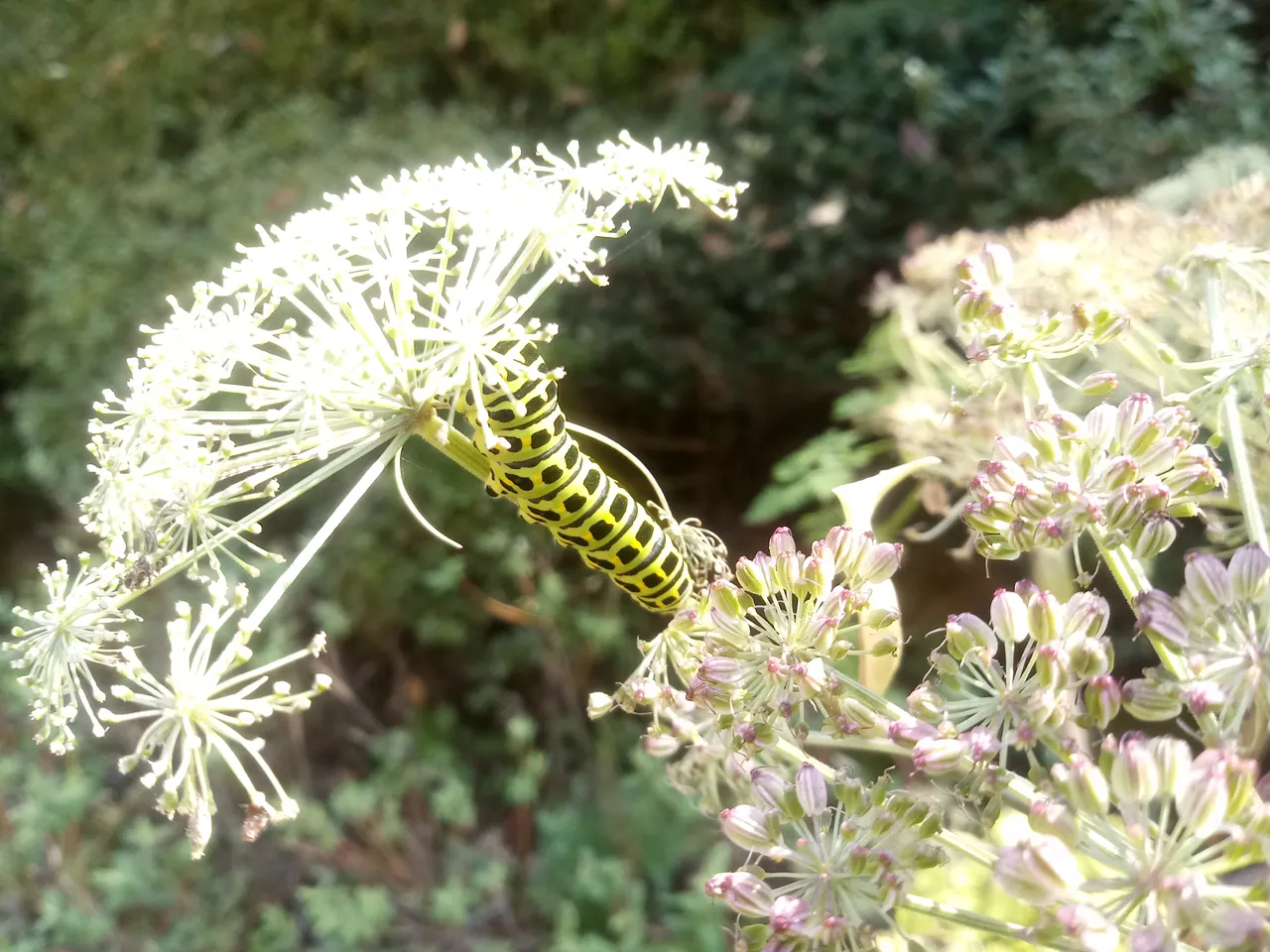 20181014_111750_HDR.jpg