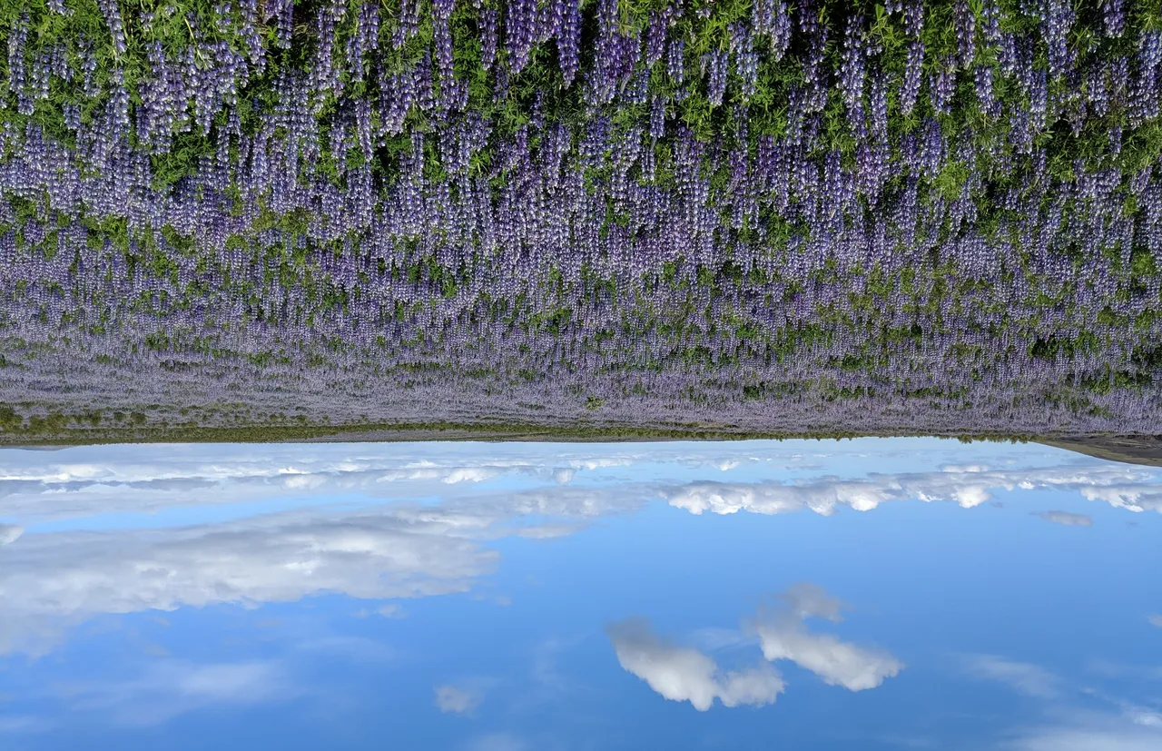 lupine, Lupinus nootkatensis