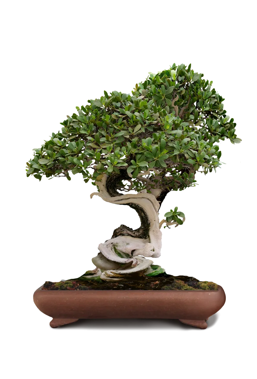 bonsai-1856731_1920.png