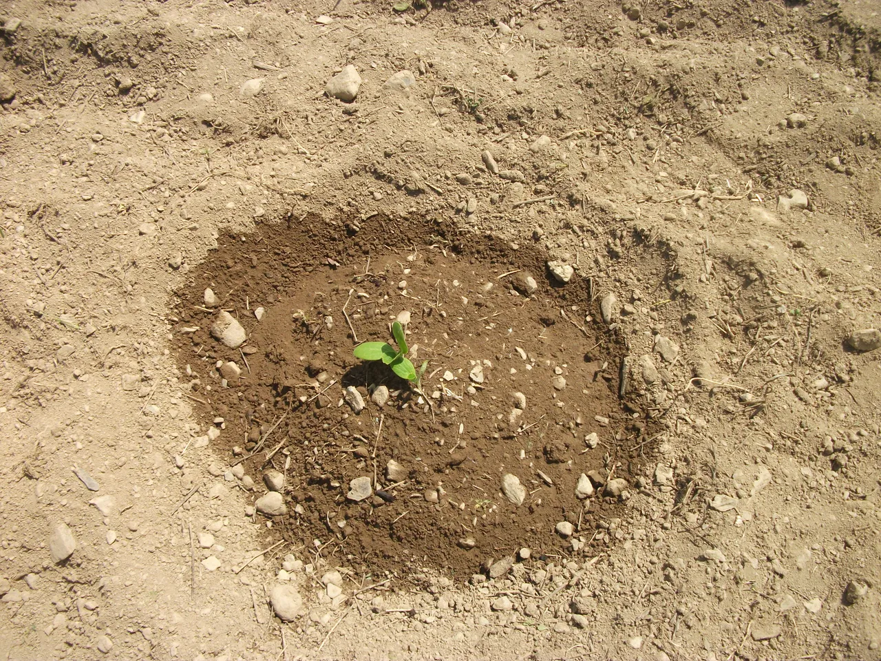 Garden 2018 007.JPG