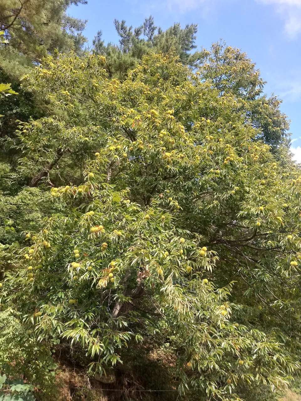 20180924_105808_HDR.jpg