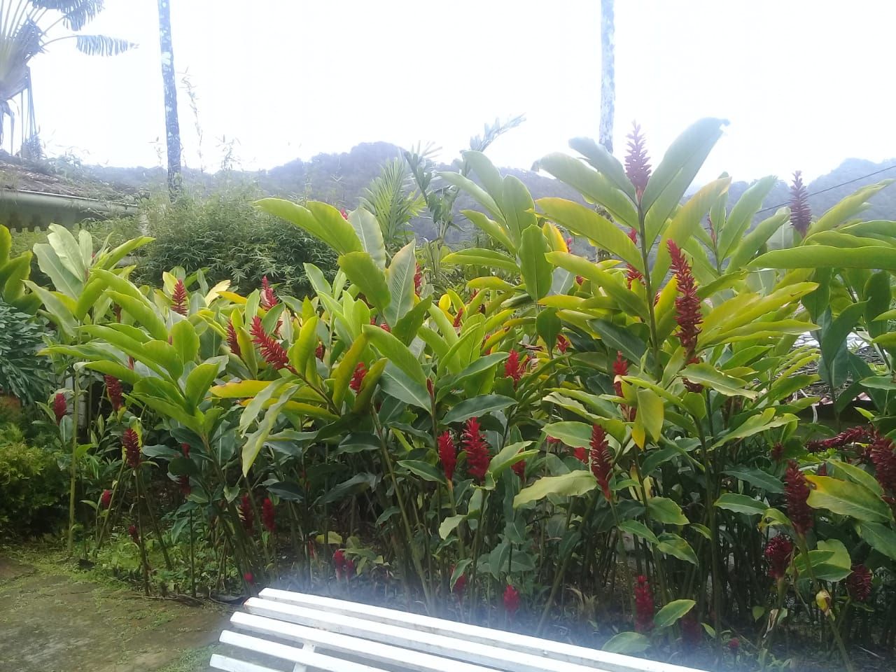 IMG-20180612-WA0018.jpg