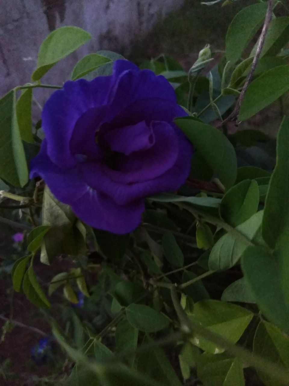 IMG_20190820_185034.jpg