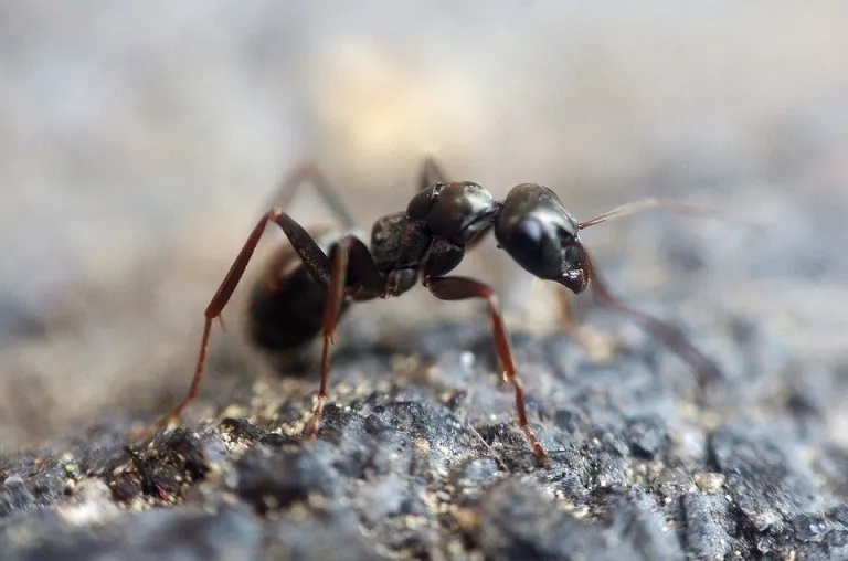 ant-1350089_960_720.jpg