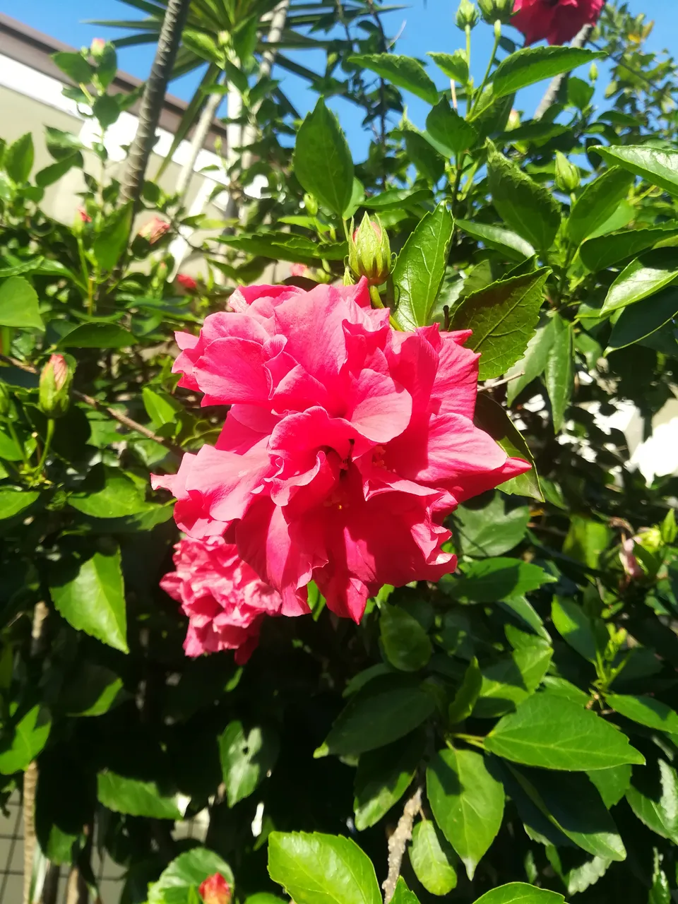 IMG_20190118_073503.jpg