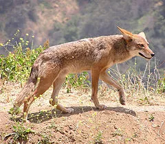 240px-Canis_latrans.jpg