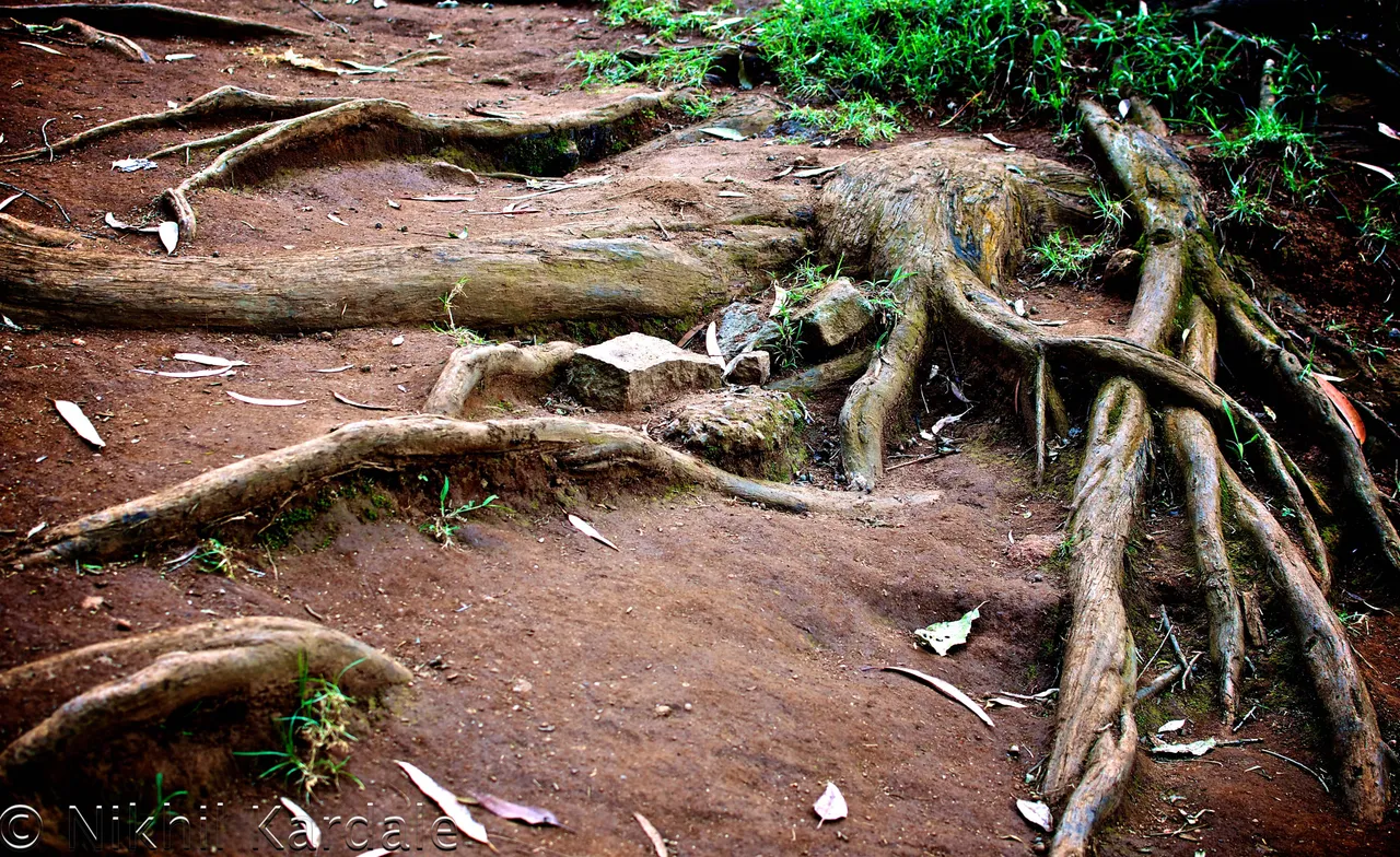 down-to-earth-roots.jpg