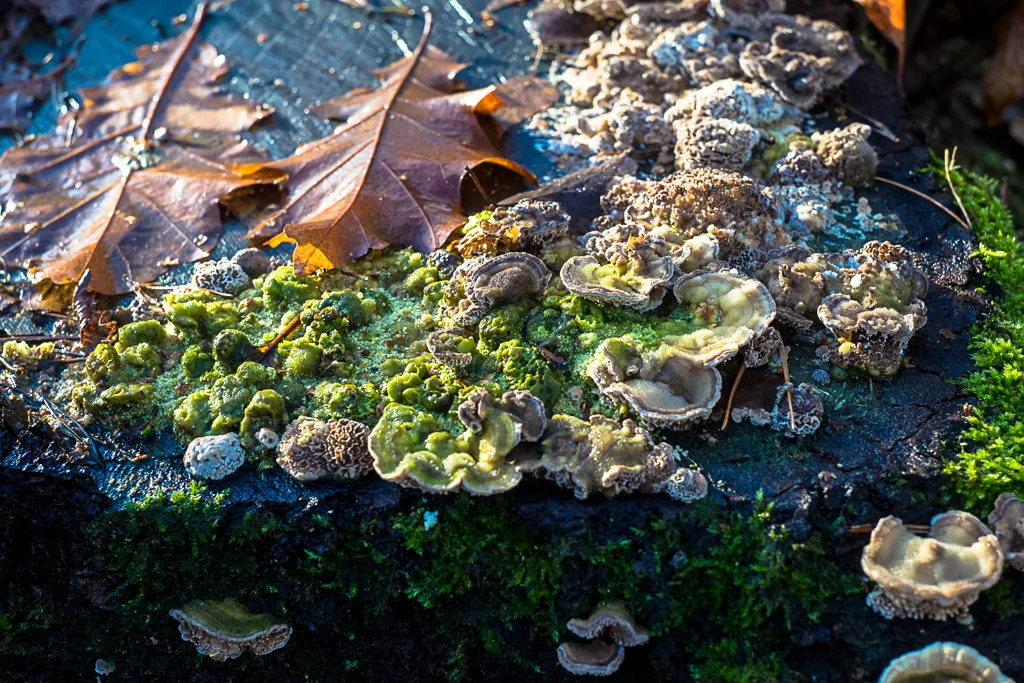 jan-mushrooms-06871.jpg