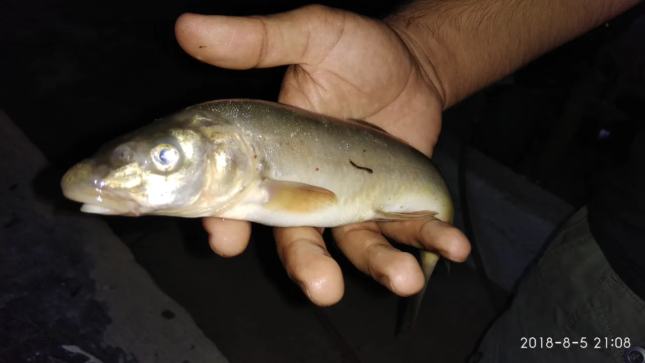 IMG_20180805_210826.jpg