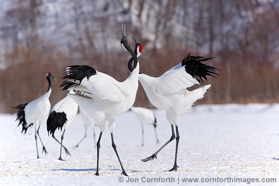 Red-Crowned-Crane-4.jpg