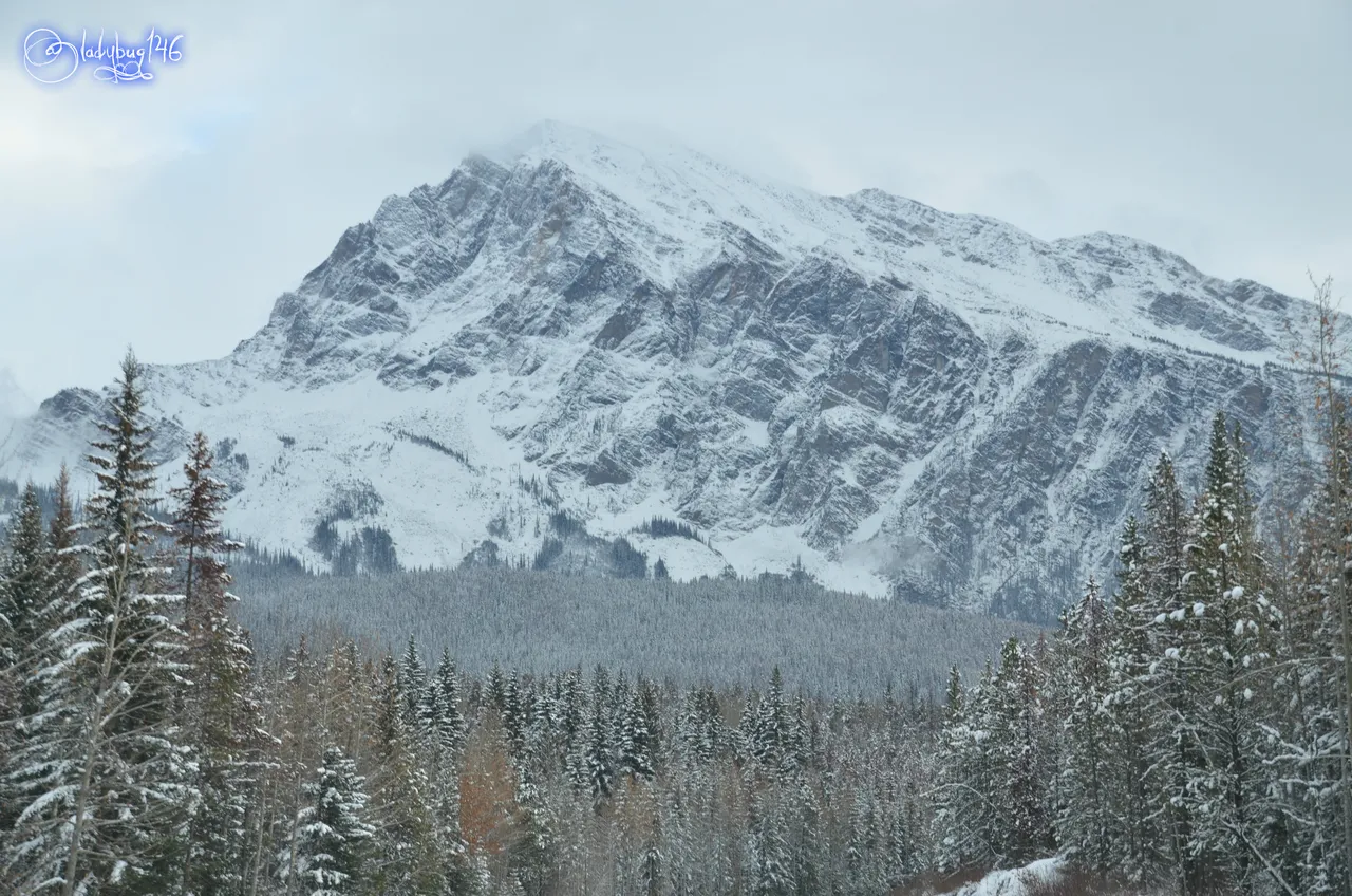 icefield parkway5.jpg