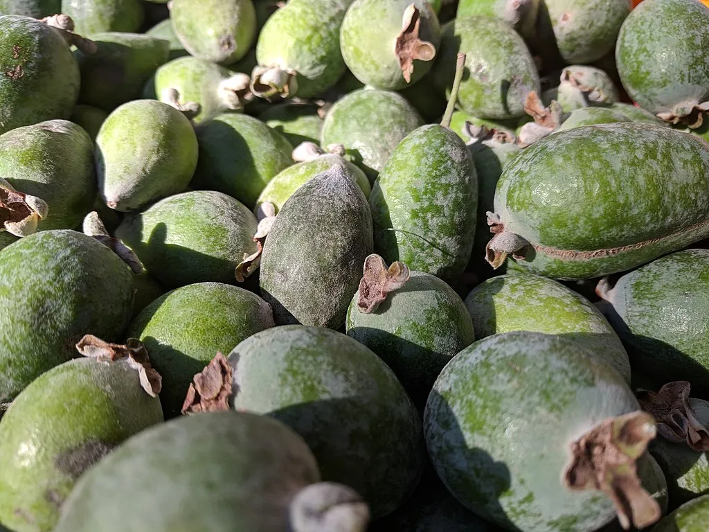 FeijoaCCgrendelkhan.jpg