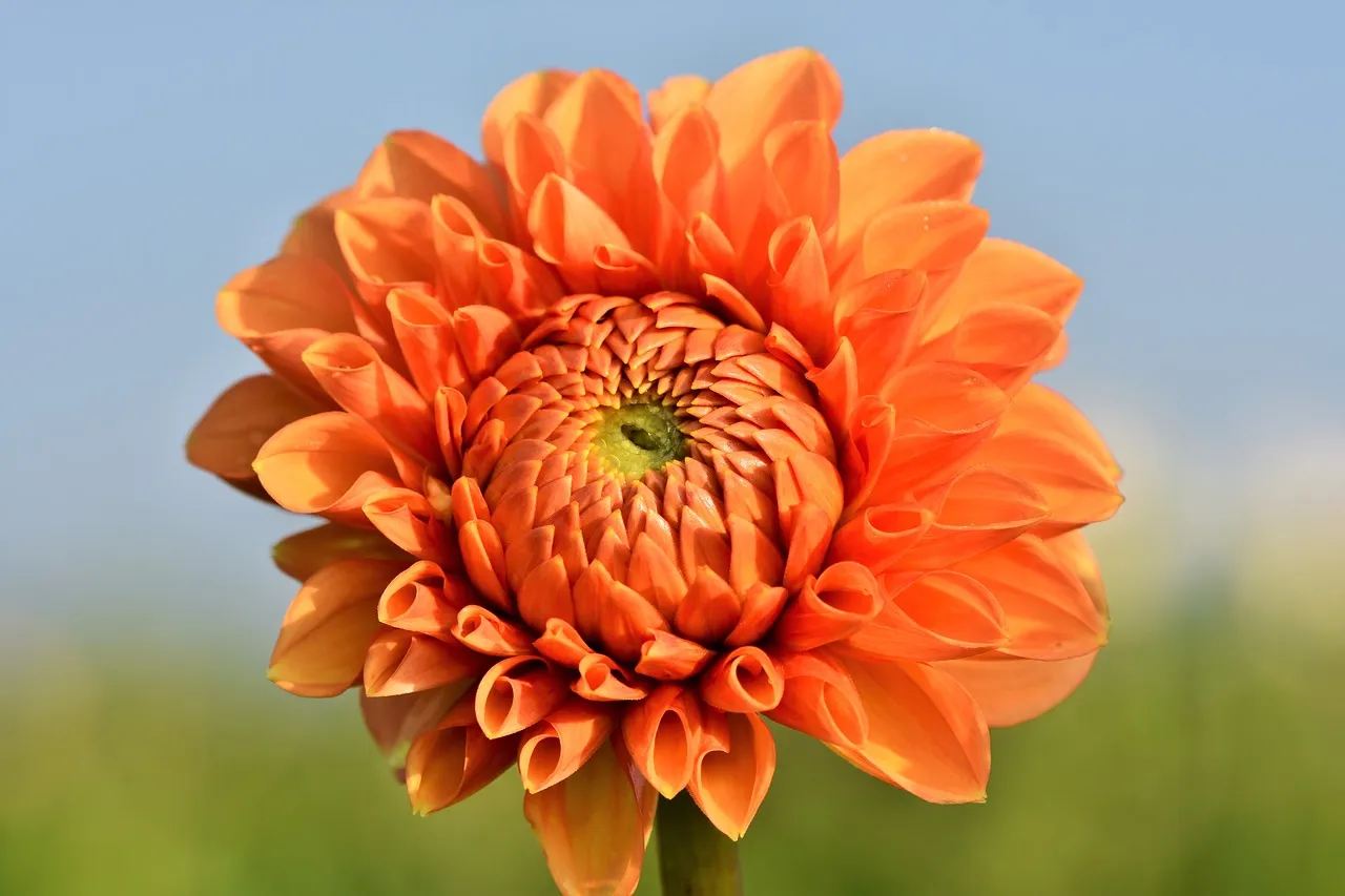dahlia-3678831_1280.jpg