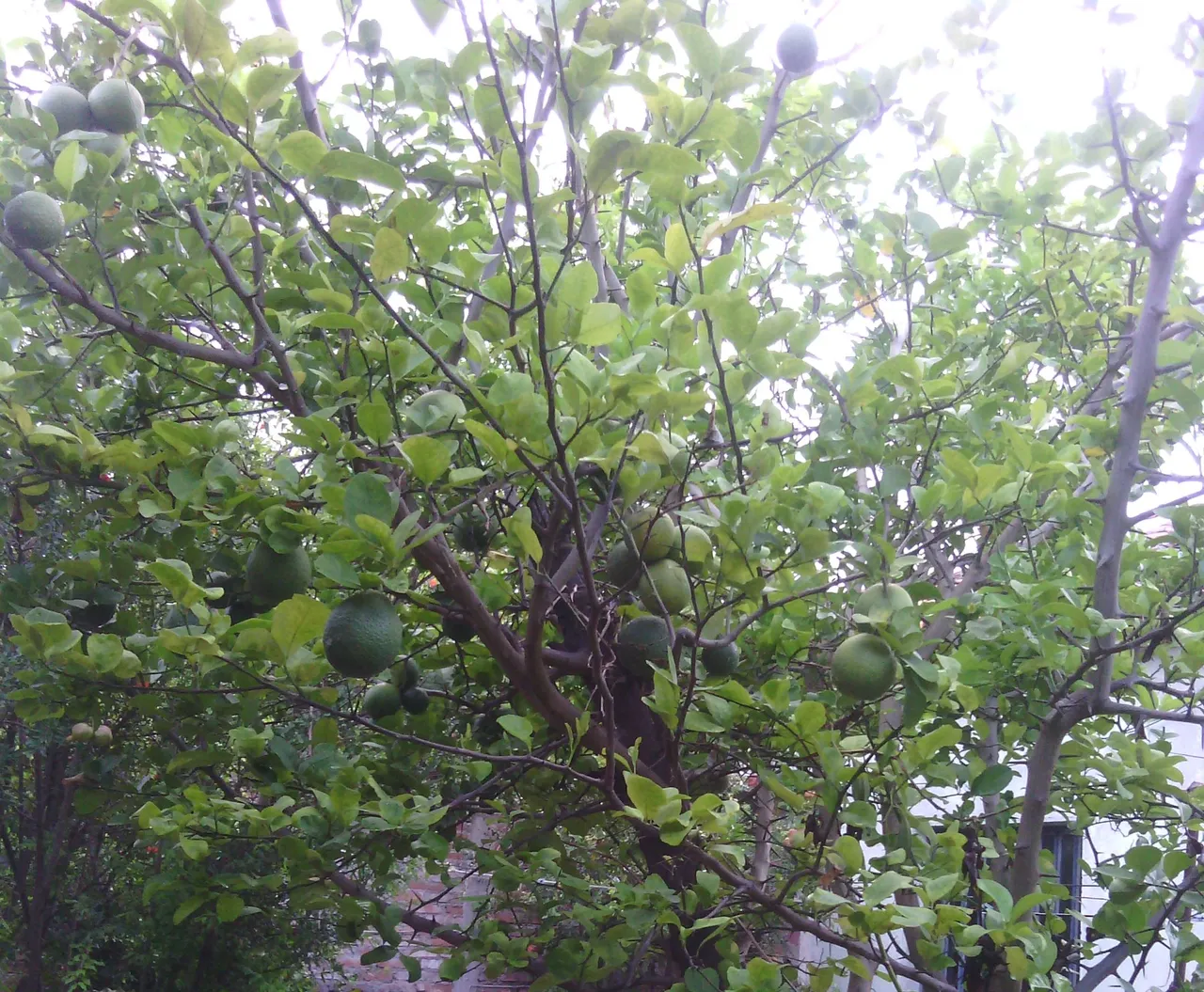 IMG_20180711_181047.jpg