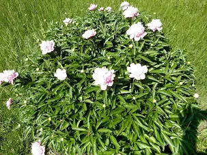 Peony pink bush.jpg