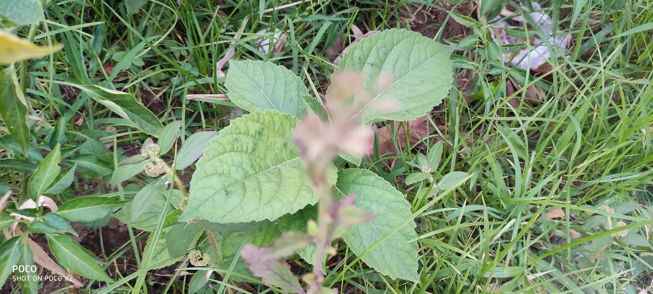 IMG_20200518_180234.jpg