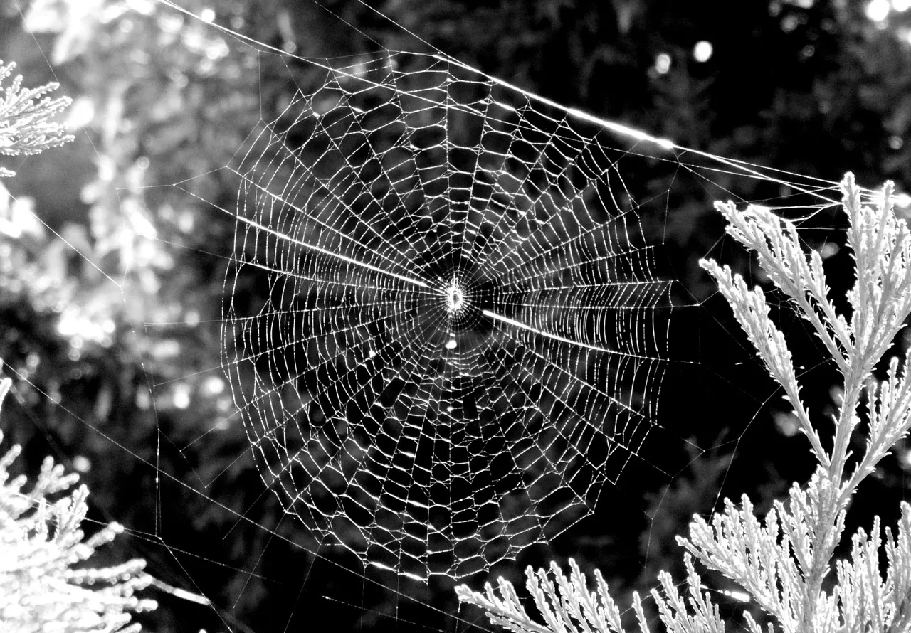 RD0218-Spiderweb-BW.jpg