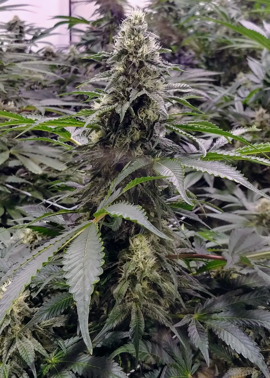 20180728_152330_HDR.jpg