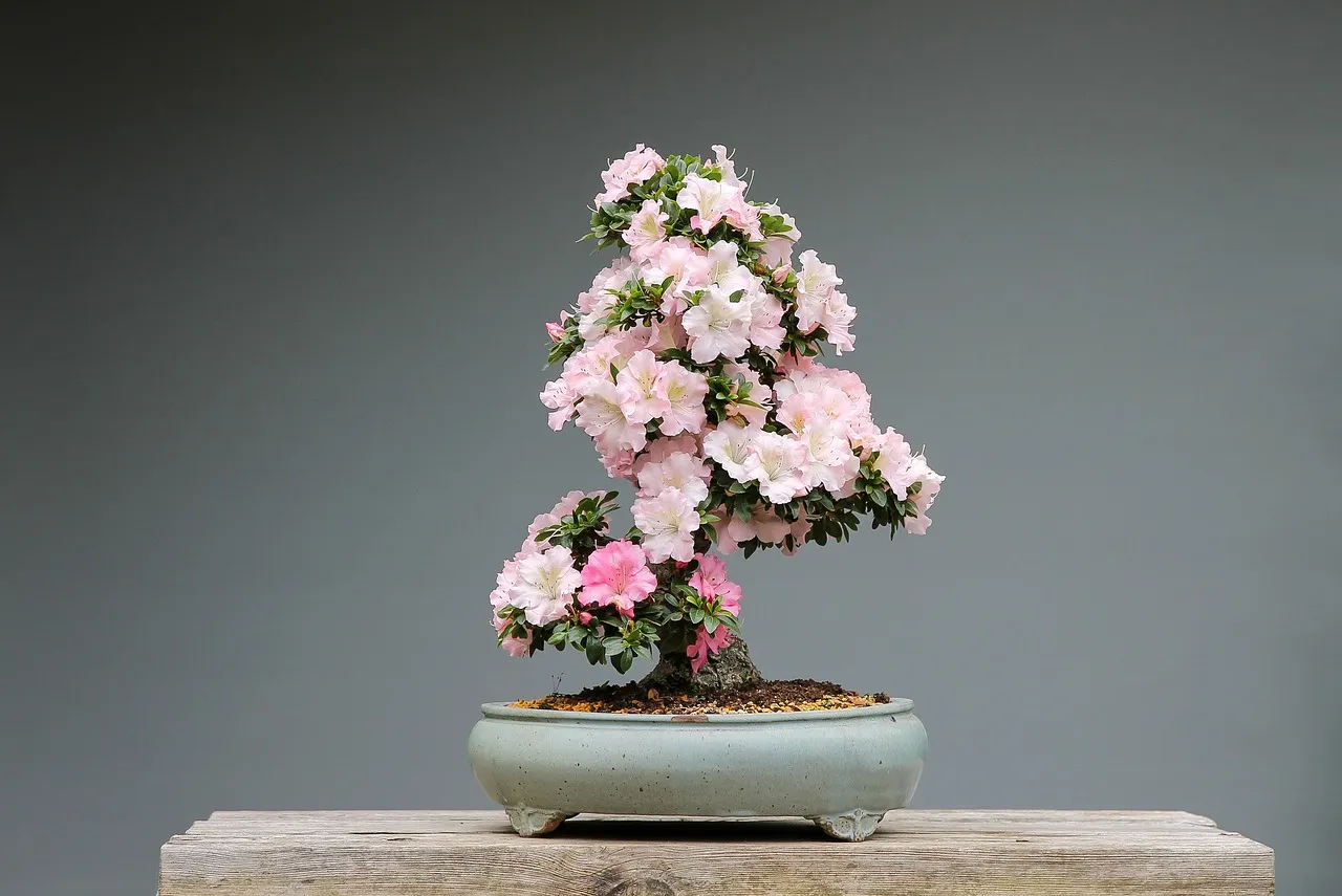 bonsai-3125722_1280.jpg