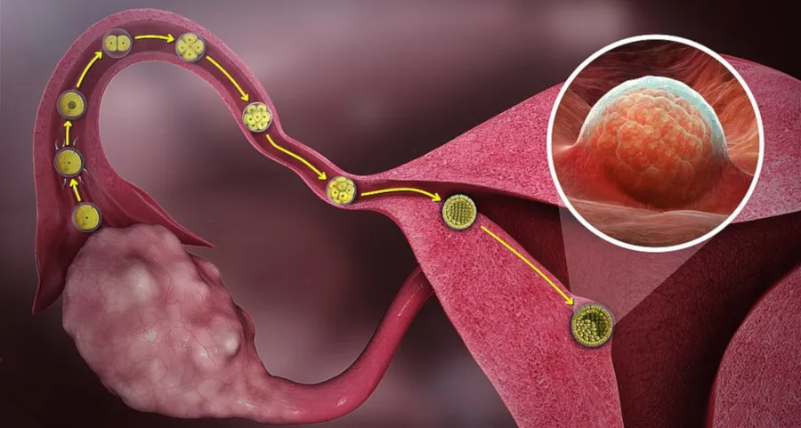Fertilization_small.jpg