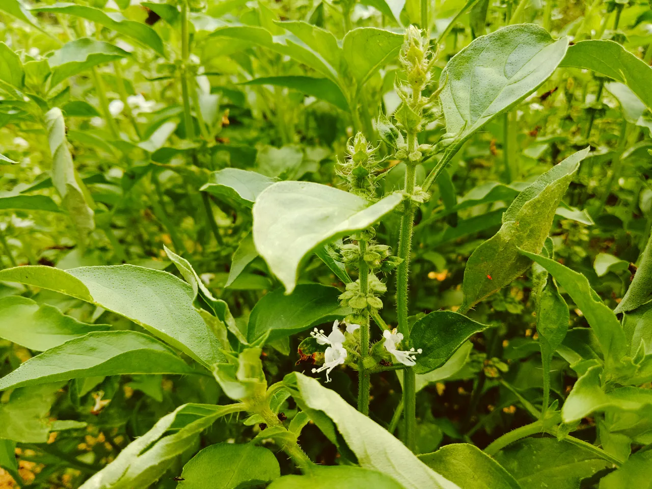 Kemangi Local Basil in Indonesia