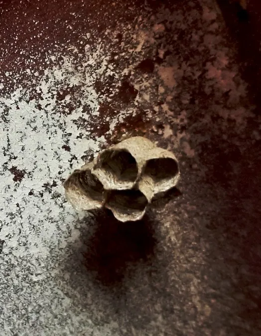 paper wasp nest.jpg