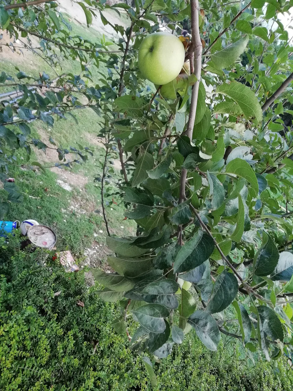 IMG_20180721_171059.jpg