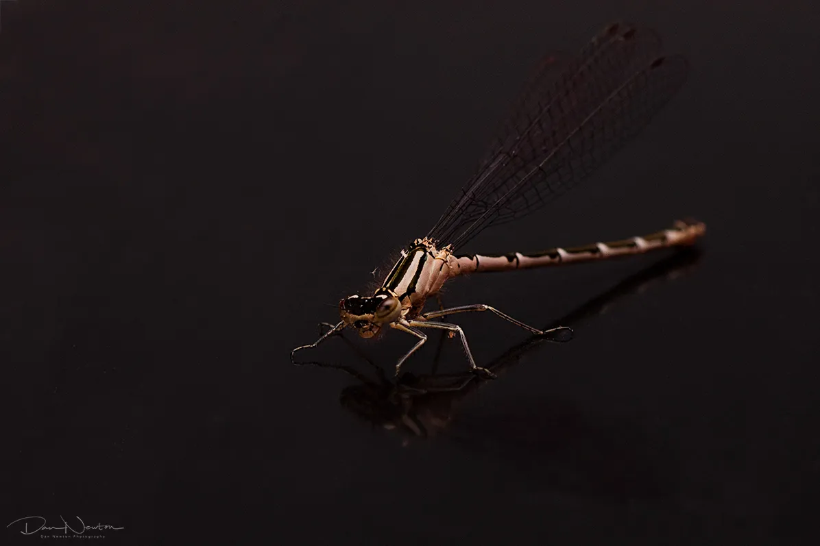 Common Blue Damselfly female0005PP.jpg