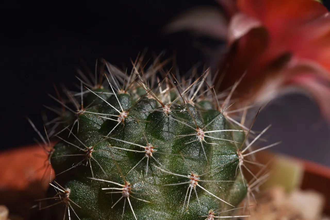 Mediolobivia atrovirens var. ritteri 1.jpg