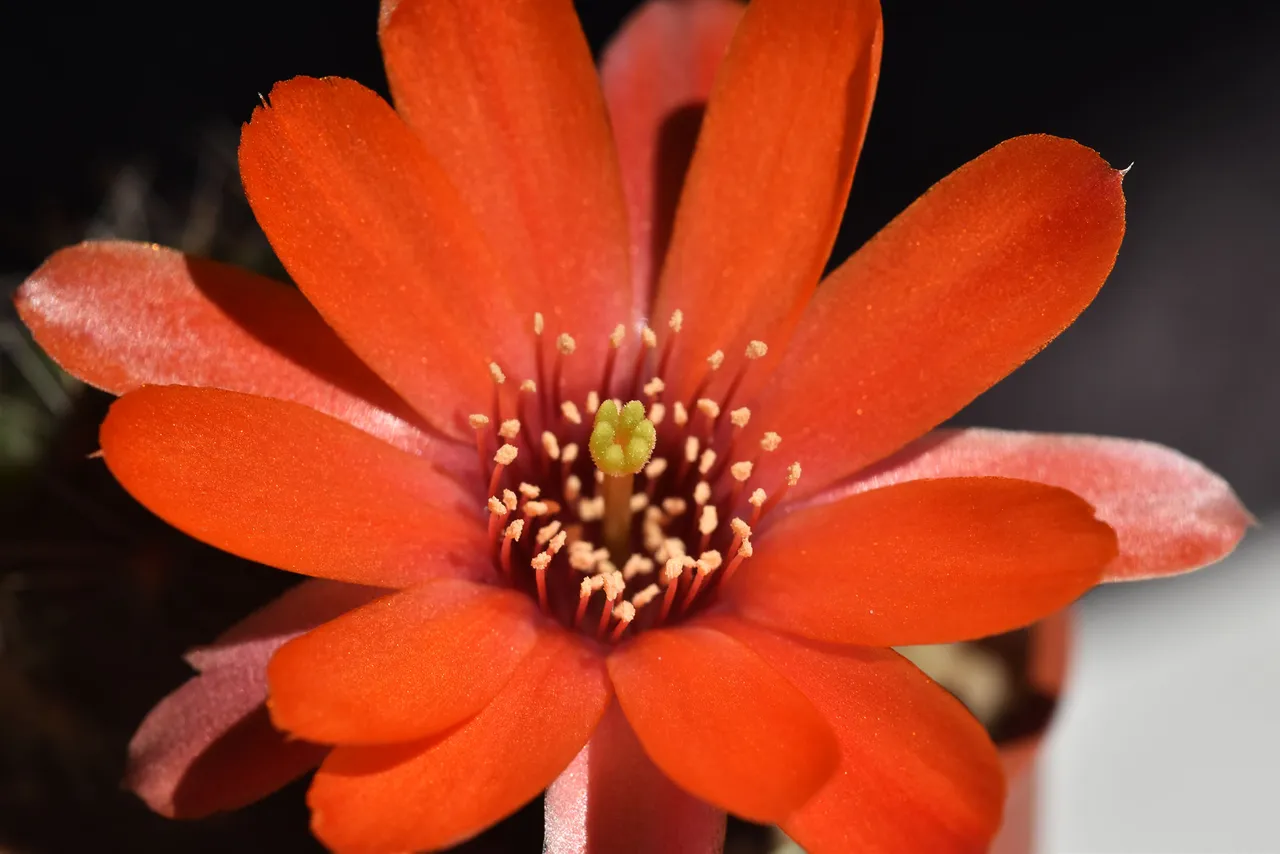 Mediolobivia atrovirens var. ritteri 3.jpg