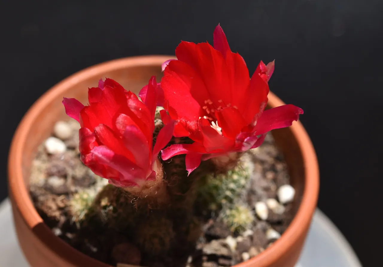 Chamaelobivia dark red Kamil no ID 3.jpg