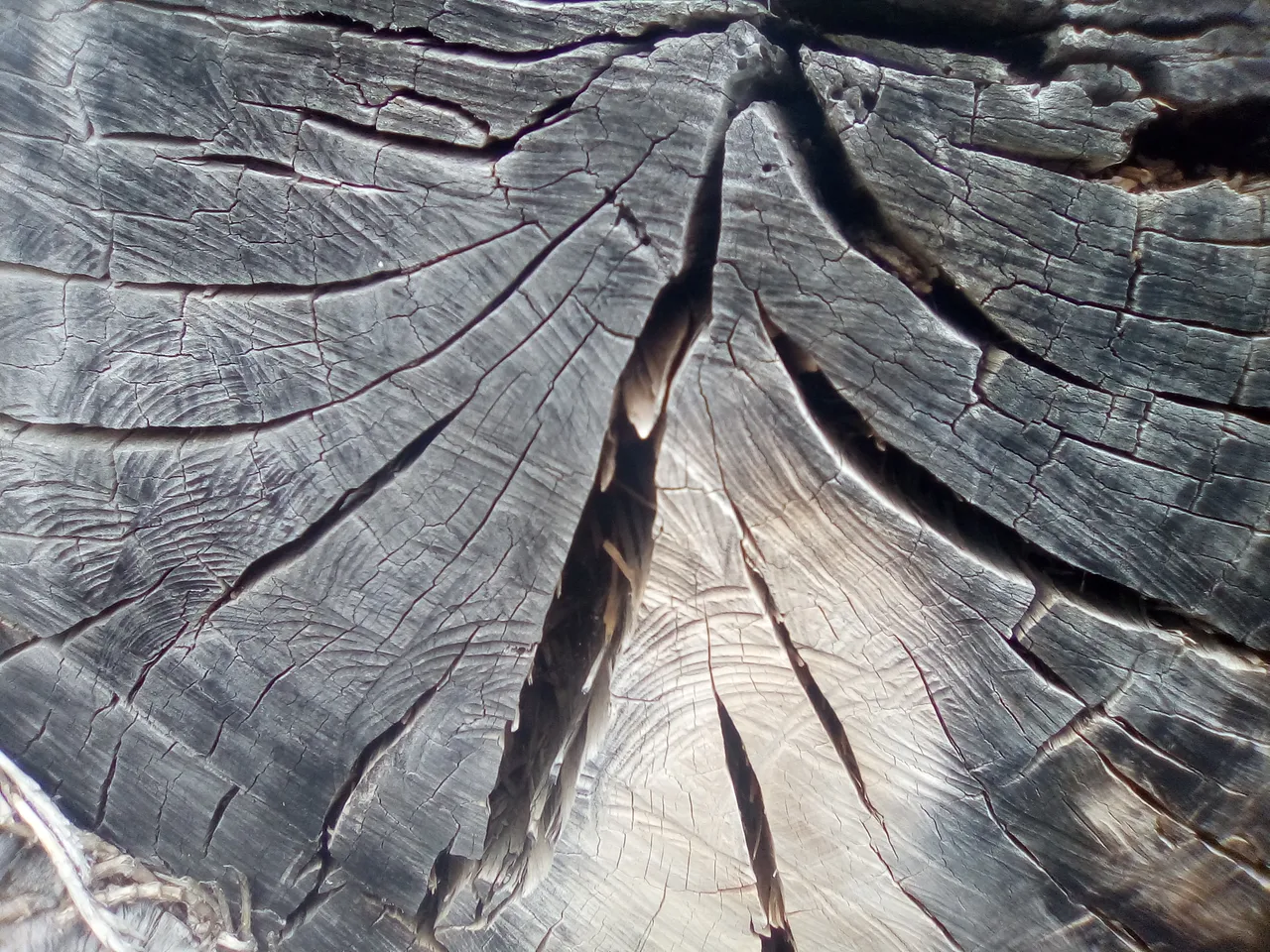 madera, flores, paisajes, bichos 118.jpg