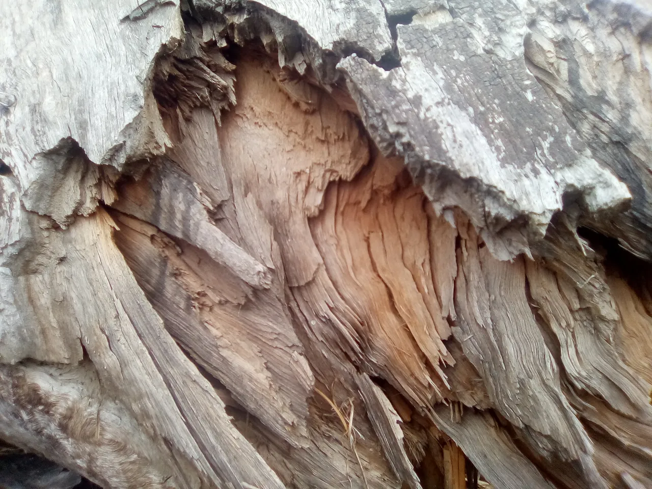 madera, flores, paisajes, bichos 116.jpg