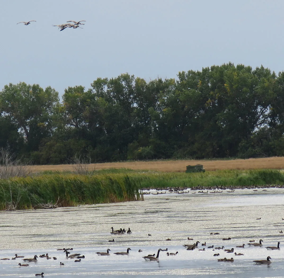 5 geese flying above geese on pond.JPG