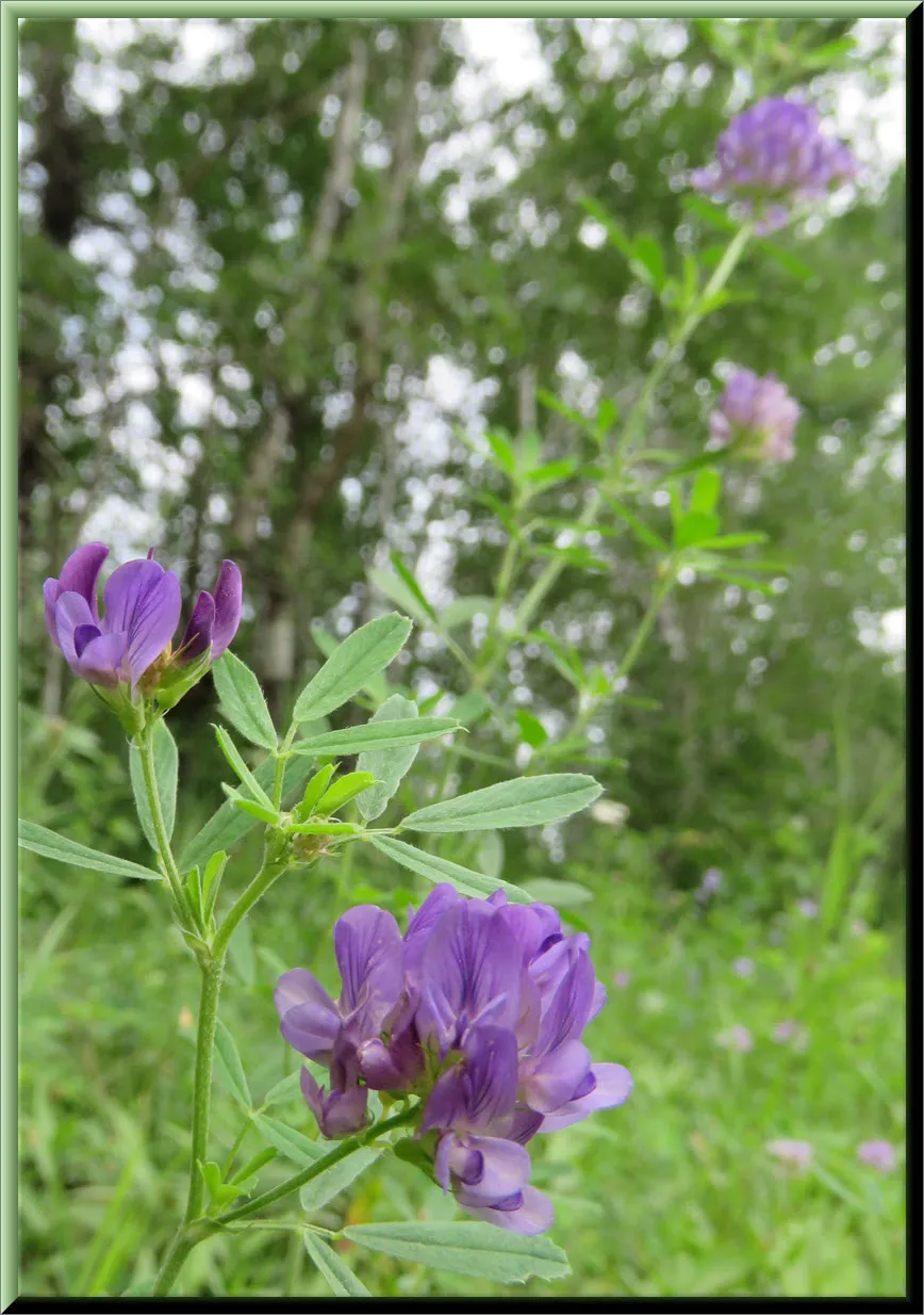 close up deep purple alfalfa blooms.JPG