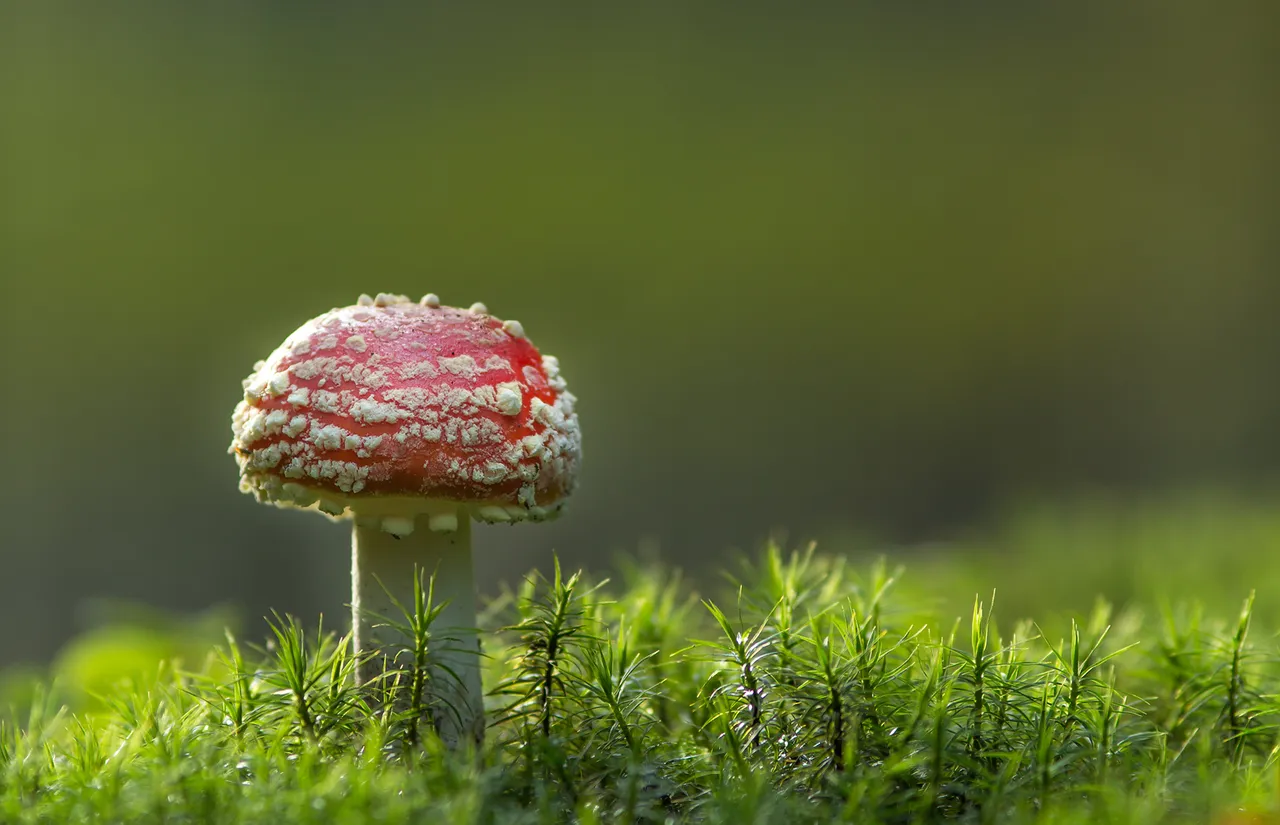 Fliegenpilz Amanita muscaria_9192BF.jpg