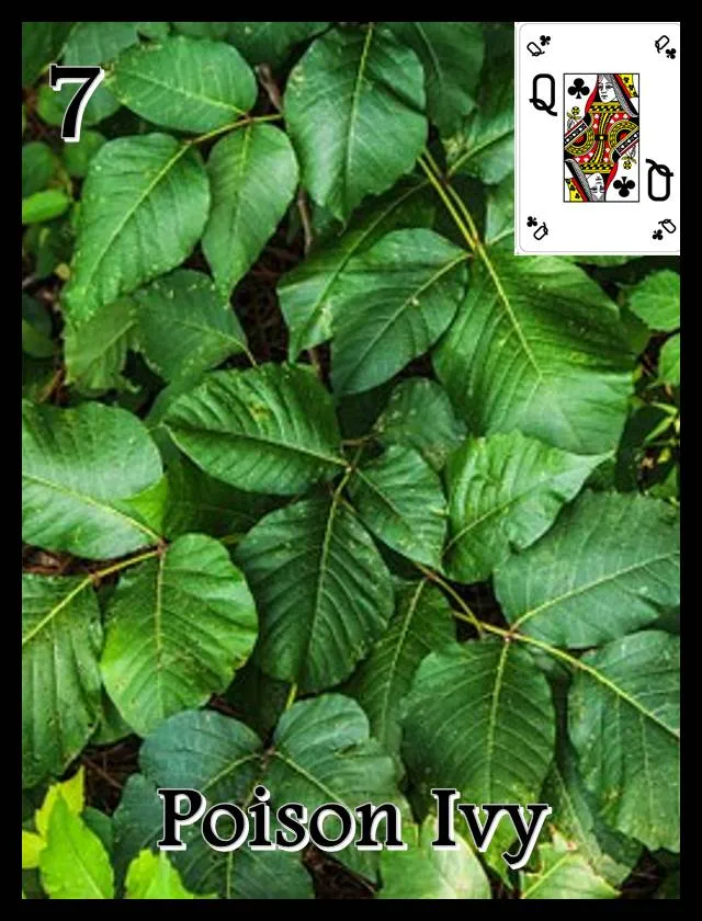 07_poison_ivy_complete_lowres.jpg