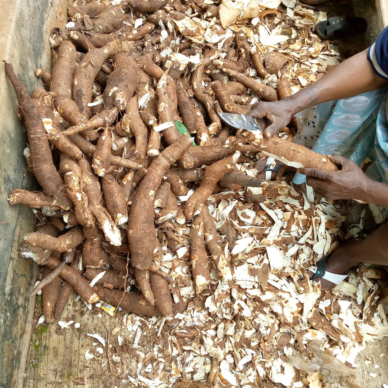 THE HARVEST AND PROCESSING OF CASSAVA #2