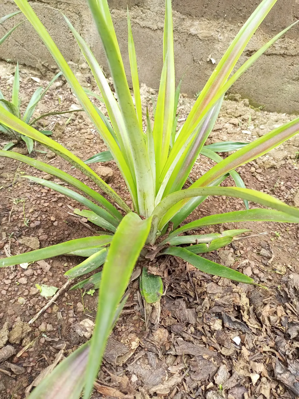 Update On My Pineapple Orchard how-to-identify-and-manage-aphids