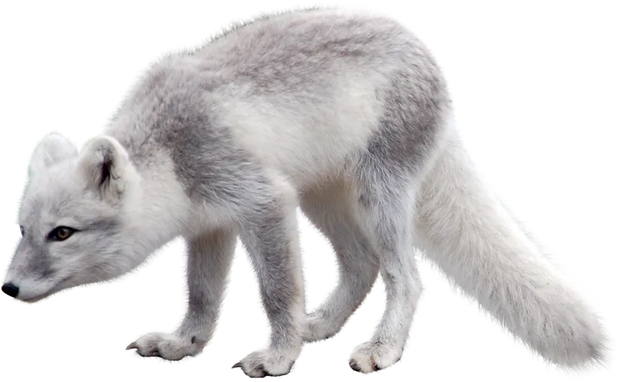 arctic_snow_fox_900x553.png