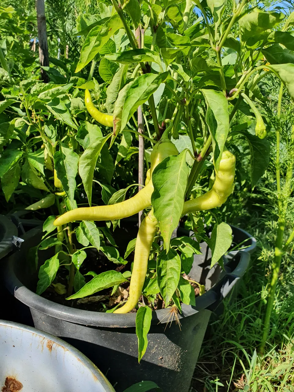picture_10_pepper_plant