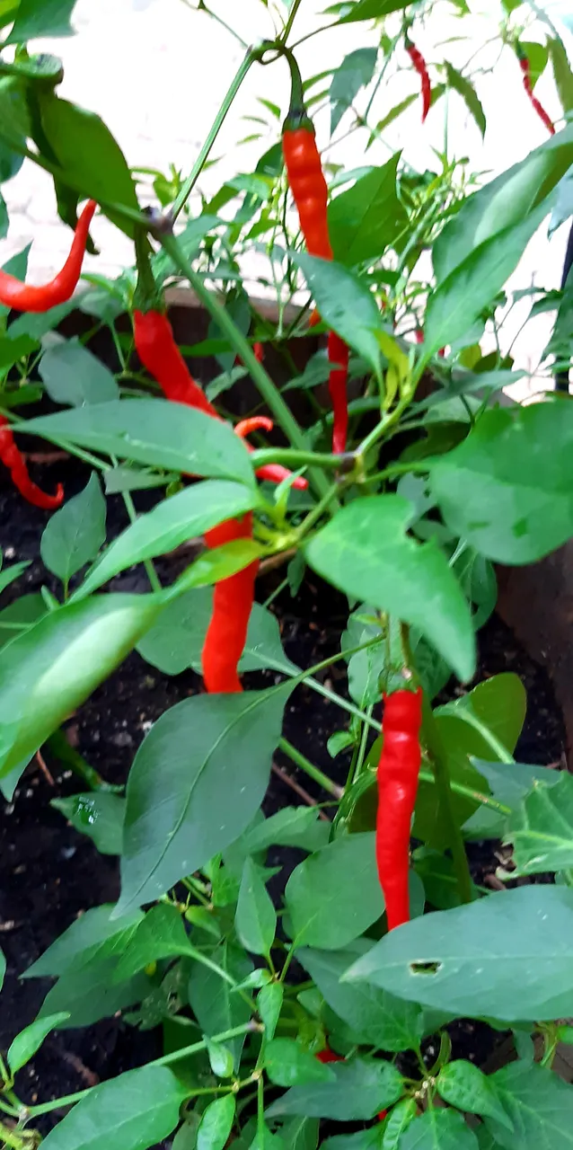 Cayenne Peppers doing well in the Garden