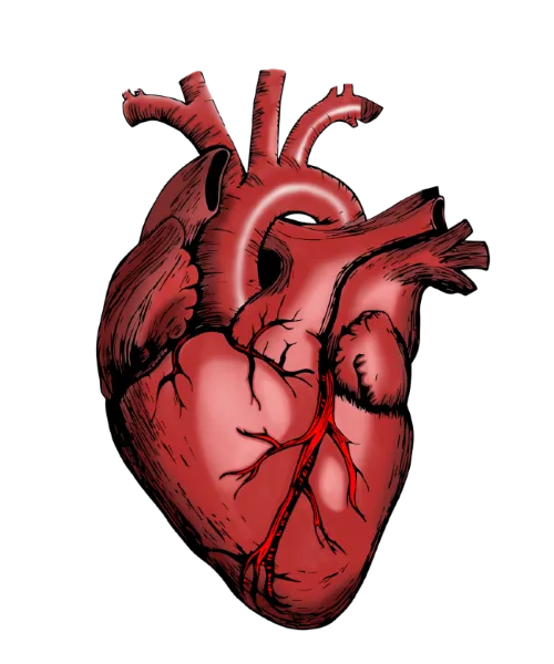 heart_5079717_1920_size.png