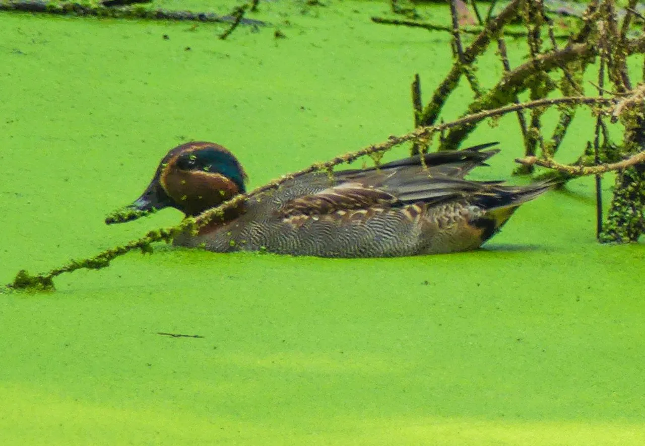 common_teal_keoladeo_ed.jpg