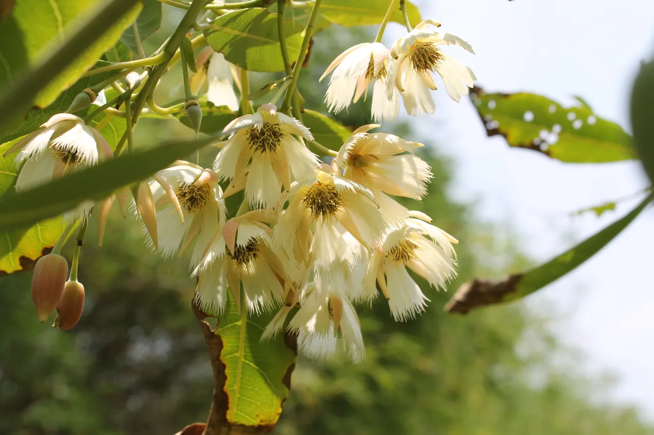 elaeocarpus_hainanensis.jpg