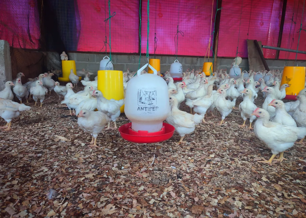 Empowerment of broilers Routine needs for food and economic resou...