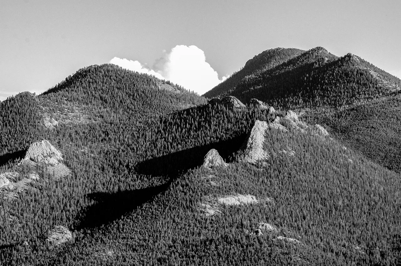 forest_mountain_bw_copy.jpg