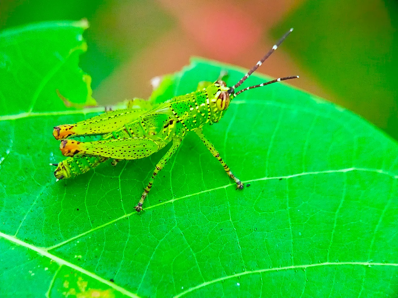 Rice Grasshopper (6).jpg