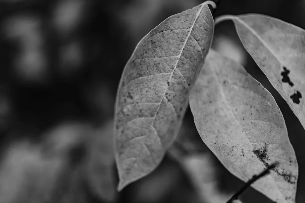 Macro leaves BW (1 of 4).jpg